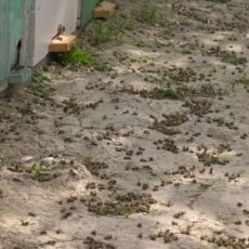Тысячи пчел погибли в Туркестанской области
