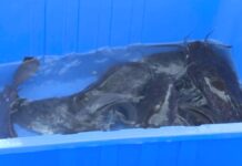 В Шымкенте научились разводить африканского сома