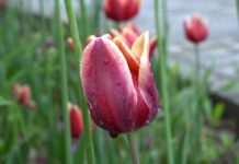 Жителей Шымкента ждут теплые, но дождливые выходные