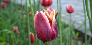 Жителей Шымкента ждут теплые, но дождливые выходные