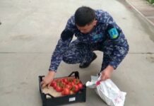 43 тонны зараженных томатов пытались завезти в Шымкент