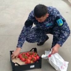 43 тонны зараженных томатов пытались завезти в Шымкент