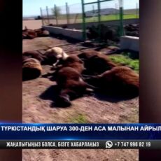Более 300 голов овец погибли после приема сомнительных лекарств