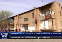 Полчища тараканов атаковали квартиры в Шымкенте