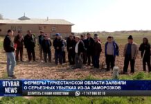 В Сайрамском районе замерзли фрукты и овощи