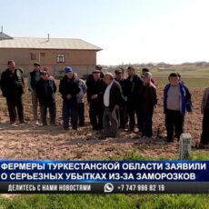 В Сайрамском районе замерзли фрукты и овощи
