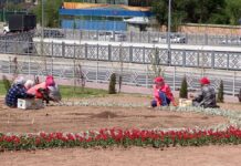 Ковер из 25 000 цветов высадили на самой высокой точке Шымкента