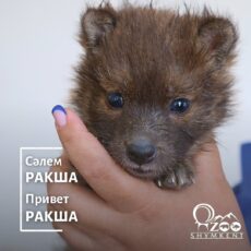 Маленькая «Ракша» появилась на свет в зоопарке Шымкента