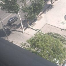 Дерево снесло ветром в центре Шымкента