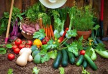 Первый сбор урожая начался в Туркестанской области