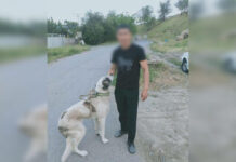 Шымкентца, протащившего собаку по дороге, наказали