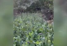 Мужчина превратил свой огород в наркоплантацию