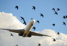 Самолеты FlyArystan столкнулись с птицами