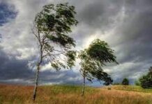 Ветер сдует хорошую погоду в Шымкенте