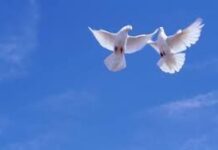 500 воздушных шаров и 200 голубей: какие мероприятия проходят в честь праздника в Шымкенте