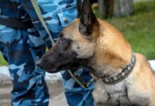 Служебная собака помогла задержать иностранного контрабандиста