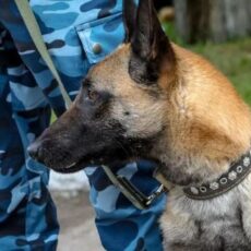Служебная собака помогла задержать иностранного контрабандиста