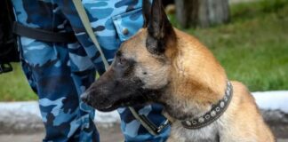 Служебная собака помогла задержать иностранного контрабандиста