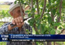 В Шымкенте мужчина превратил степь в фруктовый сад