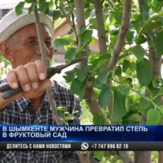 В Шымкенте мужчина превратил степь в фруктовый сад