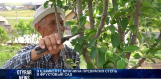 В Шымкенте мужчина превратил степь в фруктовый сад