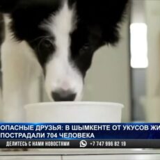 У мужчины загноился палец после укуса домашней кошки