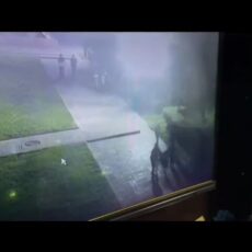 Конь сбил девочку в одном из парков в Кентау