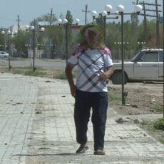 Люди страдают, а скот гибнет из-за атак мошек в Туркестанской области