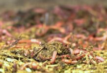 Как дождевые черви помогают увеличить урожайность