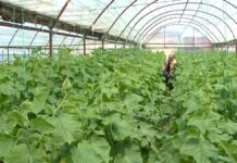 Льготные микрокредиты получает молодежь в Туркестанской области