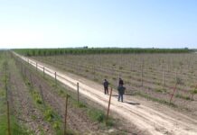 Итальянские сорта фруктов выращивают в Жетысайском районе