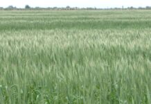 Озимую пшеницу готовятся собирать аграрии Туркестанской области