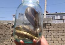 Змеи покусали троих шымкентцев за два месяца