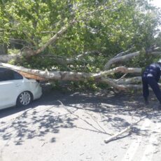 Дерево упало и придавило легковой автомобиль в центре города