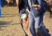 Площадки для забоя скота на Курбан айт определены в Шымкенте