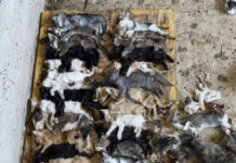 Разрубленные на куски тела кошек засняли в отлове Шымкента