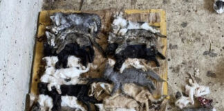 Разрубленные на куски тела кошек засняли в отлове Шымкента