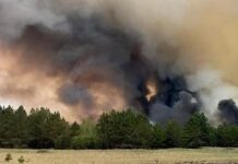 В Абайской области горят леса. Министра по ЧС отправили в отставку