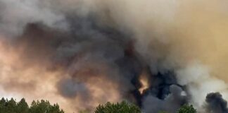 В Абайской области горят леса. Министра по ЧС отправили в отставку