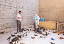 В Шымкенте создали комиссию по проверке инцидента с животными