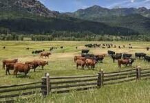 174 сельских акима наказали за искусственный дефицит пастбищ