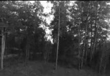 Версию о поджоге леса прокомментировали в акимате Абайской области