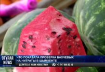 Арбузы и дыни проверяют на нитраты в Шымкенте