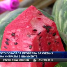 Арбузы и дыни проверяют на нитраты в Шымкенте