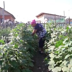 Как работает программа переселения на Север