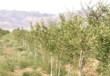 Технологию капельного орошения внедряют в Туркестанской области