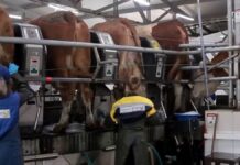 Нехватка работников сферы агропромышленного комплекса в Казахстане