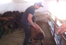 Как готовятся к Курбан-айту в Шымкенте