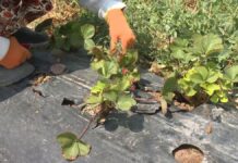 Обеспечить покупателей свежей клубникой хотят аграрии Шымкента