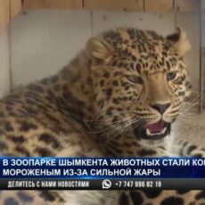 В зоопарке Шымкента животных кормят мороженым из-за жары